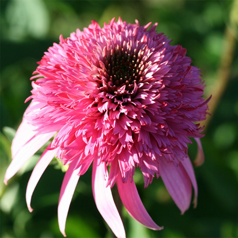 Echinacea purpurea Razzmatazz - Echinacée (Floraison)