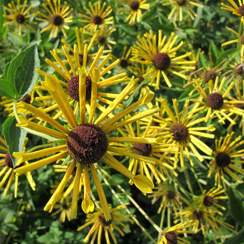 Rudbeckia subtomentosa Henry Eilers (Floraison)