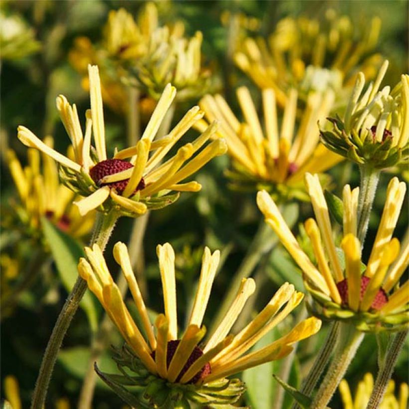 Rudbeckia subtomentosa Little Henry - Rudbeckie (Floraison)