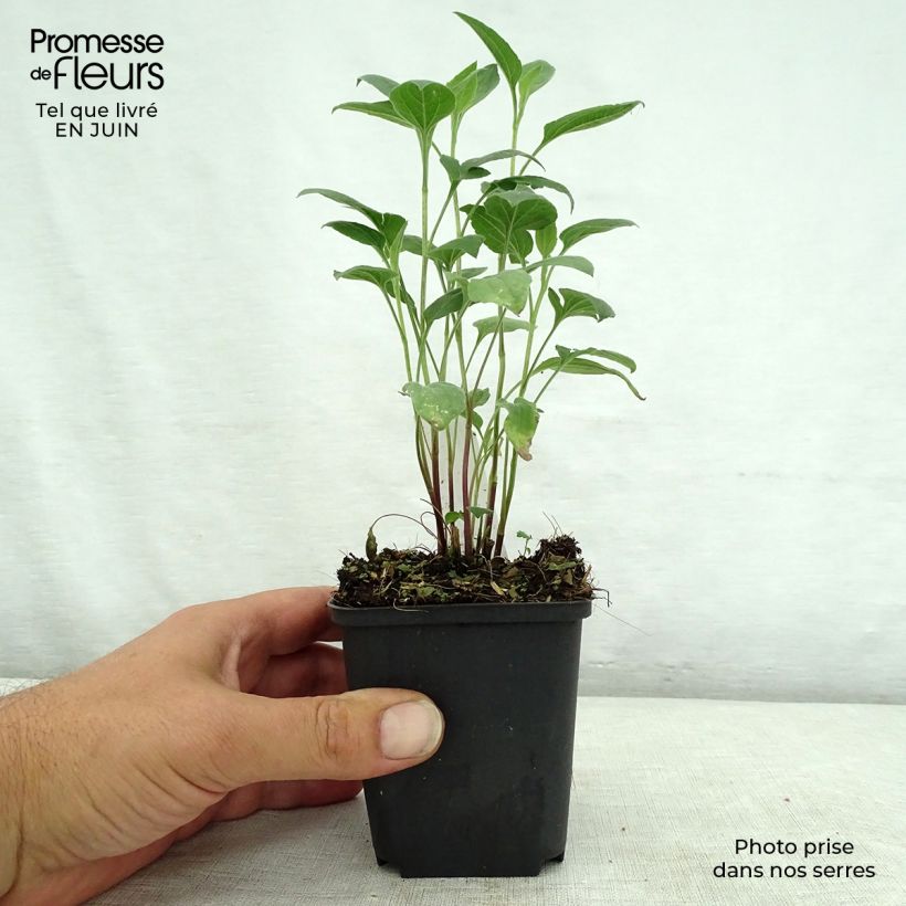 Spécimen de Rudbeckia subtomentosa Little Henry - Rudbeckie Godet de 8/9 cm tel que livré en été