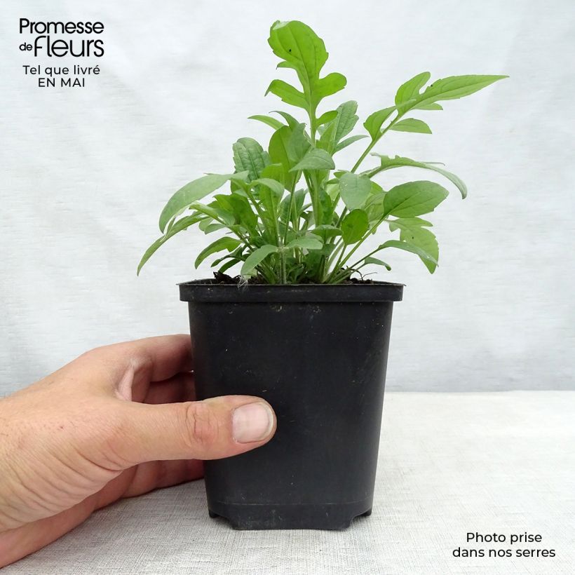 Spécimen de Rudbeckia triloba Godet de 9cm tel que livré au printemps