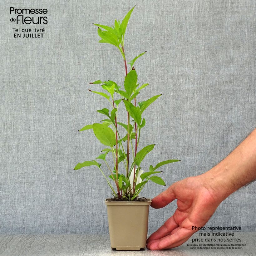 Spécimen de Rudbeckia triloba Godet de 8/9 cm tel que livré en été