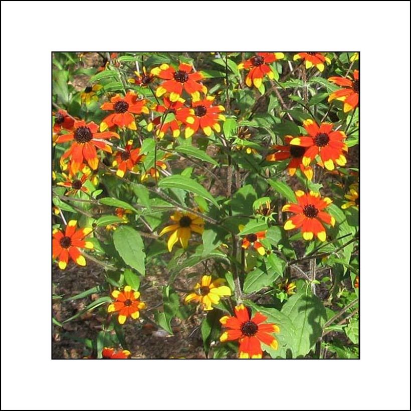 Rudbeckia triloba Prairie Glow (Floraison)