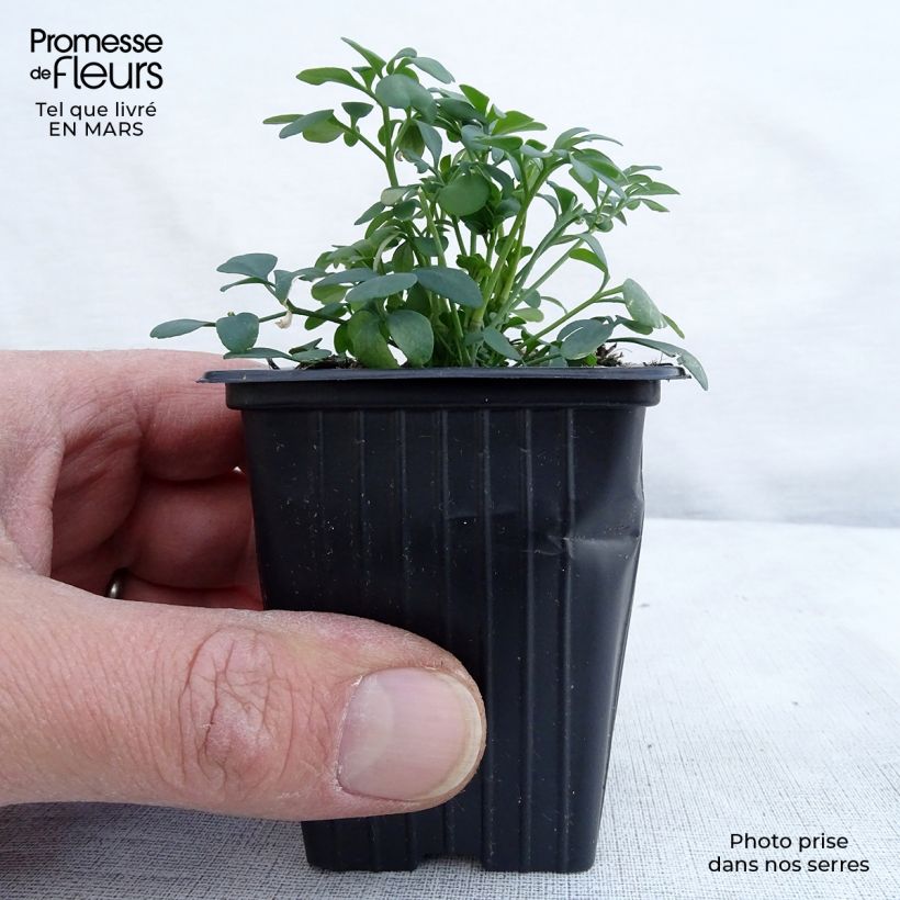 Spécimen de Rue officinale - Ruta graveolens Godet de 8 cm tel que livré au printemps