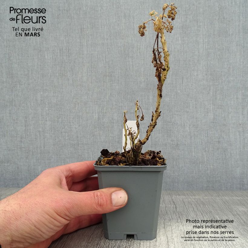Spécimen de Rue officinale - Ruta graveolens Jackman's Blue tel que livré en hiver