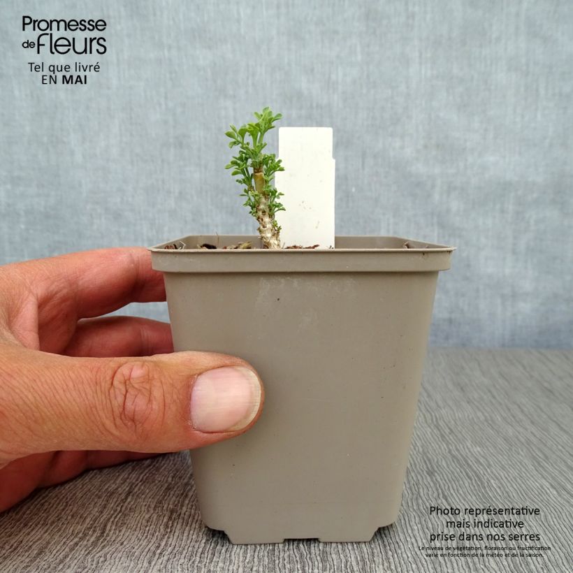 Spécimen de Rue officinale - Ruta graveolens Jackman's Blue Godet de 9cm tel que livré au printemps