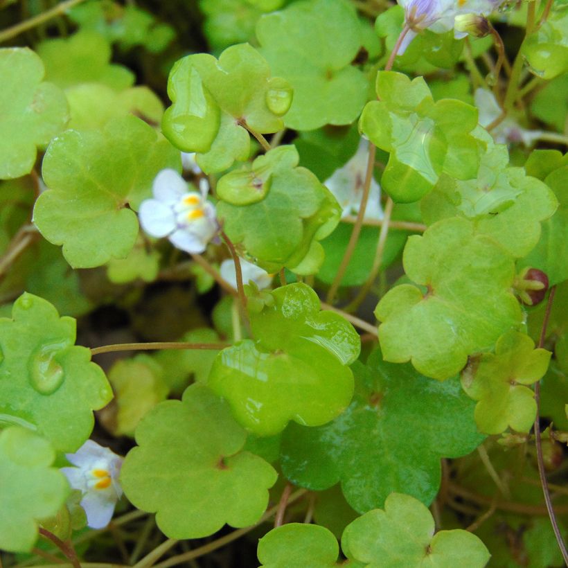 Ruine de Rome - Cymbalaria muralis (Feuillage)