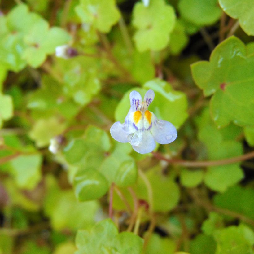 Ruine de Rome - Cymbalaria muralis (Floraison)