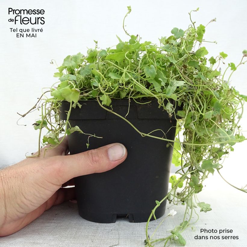 Spécimen de Ruine de Rome - Cymbalaria muralis Godet de 9cm tel que livré au printemps
