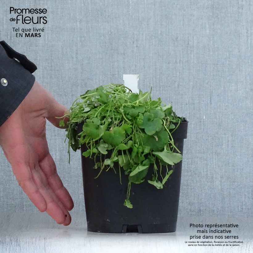 Spécimen de Ruine de Rome - Cymbalaria muralis Pot de 2/3 L tel que livré au printemps