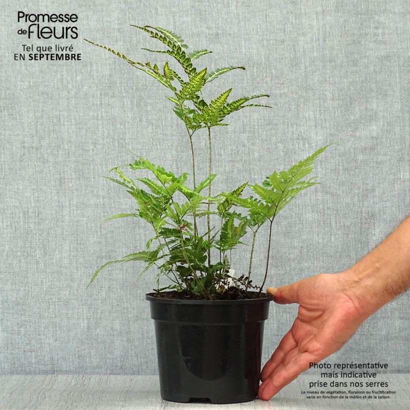 Spécimen de Rumohra adiantiformis Variegata - Fougère des fleuristes panachée Pot de 2L/3L tel que livré en automne