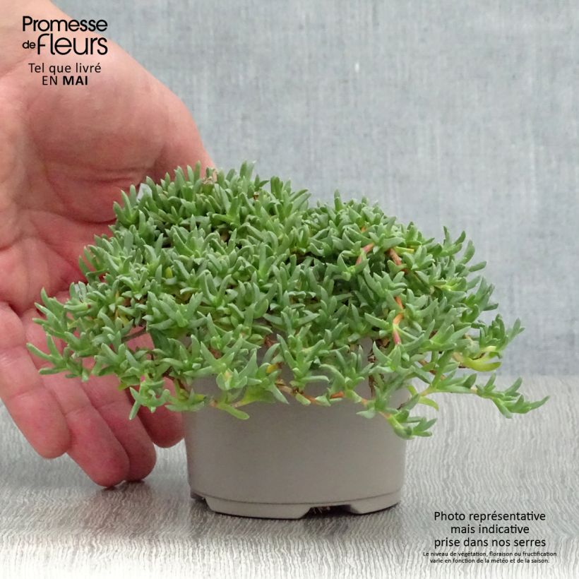 Spécimen de Ruschia prostrata - Antimima prostrée Godet de 9cm tel que livré au printemps