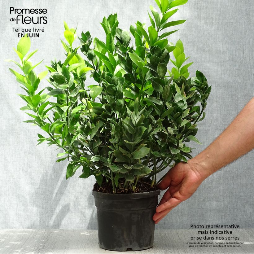 Spécimen de Ruscus hypoglossum - Fragon à langues Pot de 3L/4L tel que livré en été