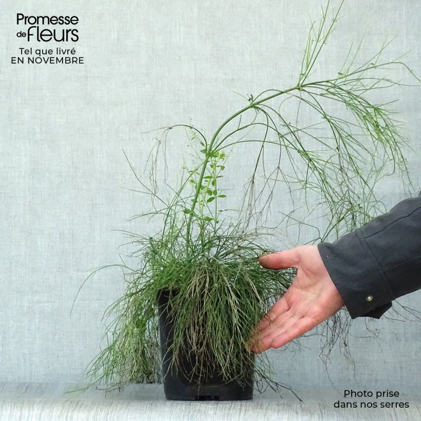 Spécimen de Russelia equisetiformis - Goutte de sang Pot de 3L/4L tel que livré en automne
