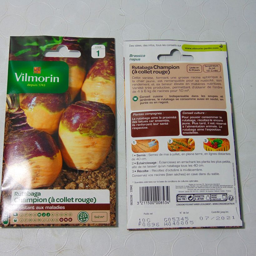 Exemple de spécimen de Rutabaga Champion (jaune à collet rouge) - Vilmorin Graines tel que livré