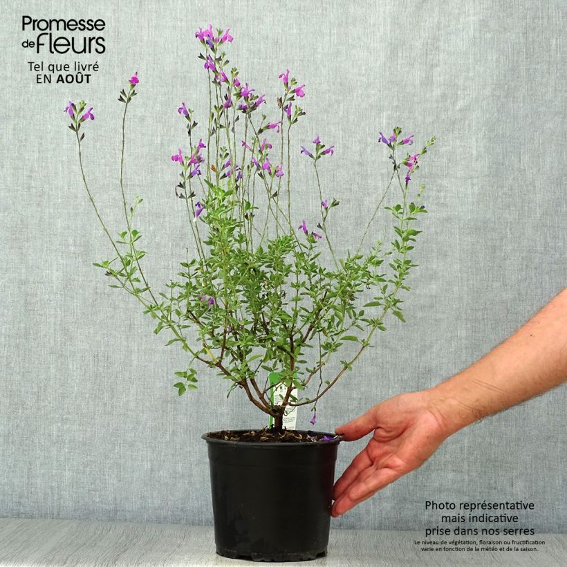 Spécimen de Salvia greggi ARCTIC BLAZE Purple 'Novasalpur' - Sauge arbustive Pot de 2L/3L tel que livré en été