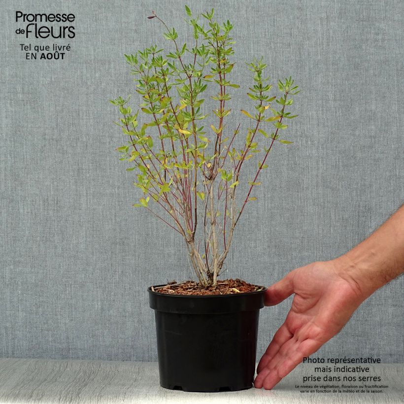 Spécimen de Sauge arbustive - Salvia jamensis Raspberry Royal en pot de 2L/3L tel que livré en été