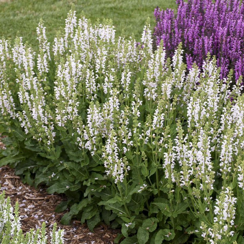 Sauge Spires Snow Kiss - Salvia hybrida (Port)