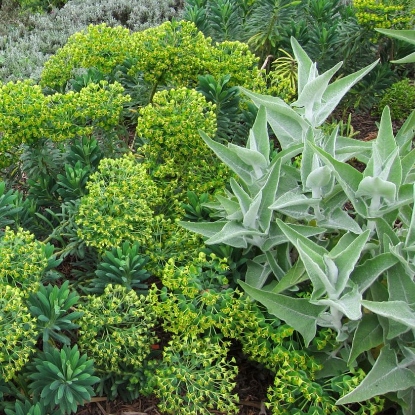 Sauge blanche laineuse - Salvia candidissima (Port)