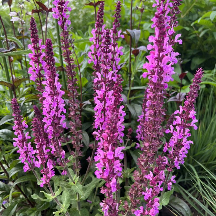 Salvia nemorosa Katsjing - Sauge des bois (Floraison)