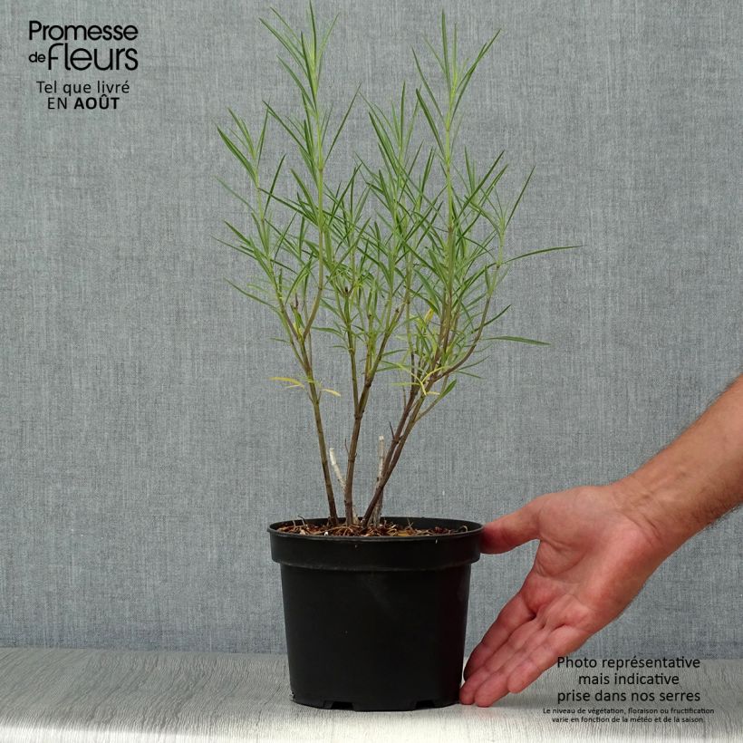 Spécimen de Salvia reptans West Texas form - Sauge cobalt  Pot de 2L/3L tel que livré en été