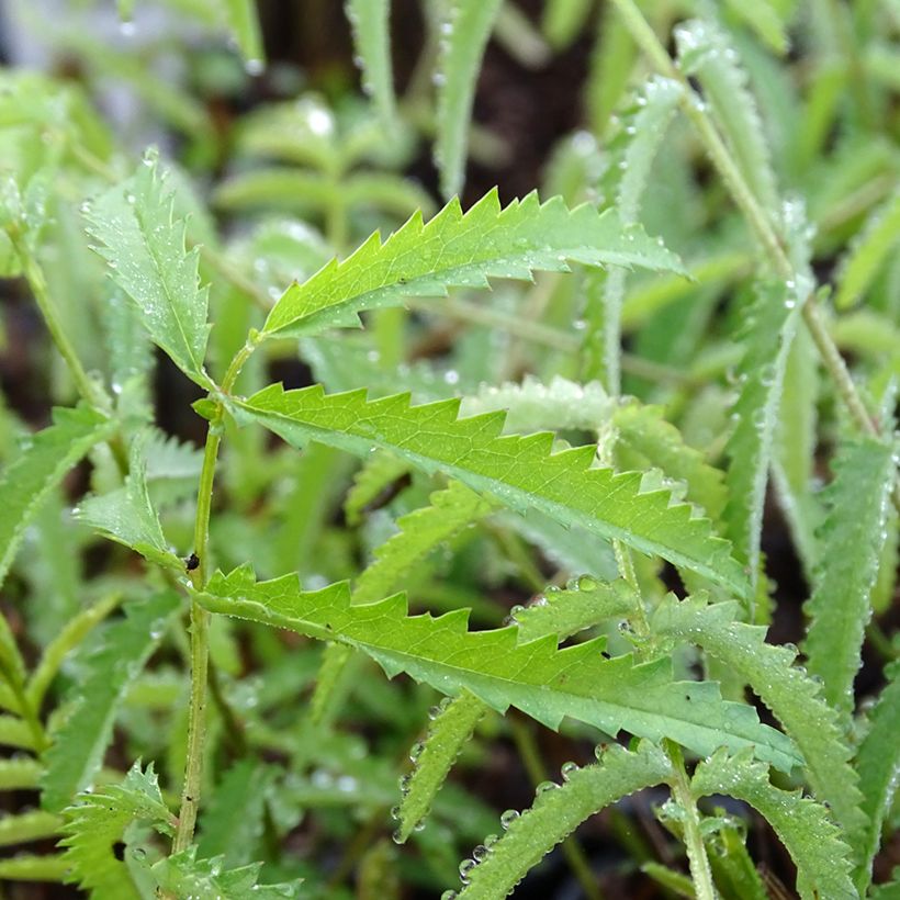 Sanguisorba tenuifolia Alba (Feuillage)