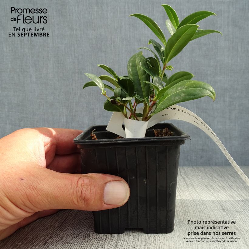 Spécimen de Sarcococca hookeriana humilis Godet de 8/9 cm tel que livré en automne