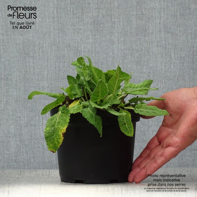 Spécimen de Sauge - Salvia sylvestris Rhapsody in Blue Pot de 2L/3L tel que livré en été