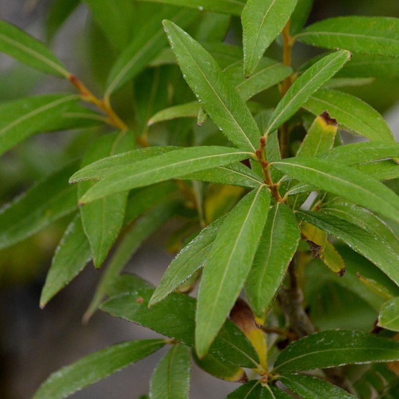 Saule doré -  Salix sachalinensis Golden Sunshine (Feuillage)