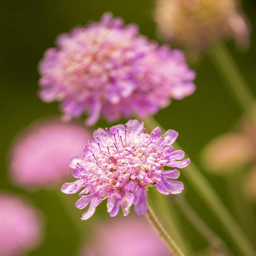 Scabiosa ou Lomeliosa cretica - Scabieuse de Crète (Floraison)