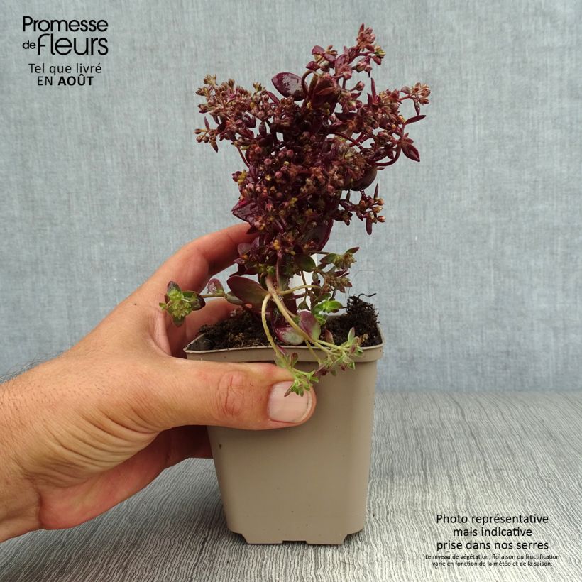 Spécimen de Sedum Sunsparkler Firecracker - Orpin  Godet de 8/9 cm tel que livré en été