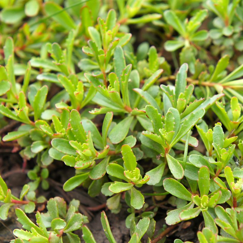 Sedum kamtschaticum subsp. middendorffianum - Orpin du Kamtchatka (Feuillage)