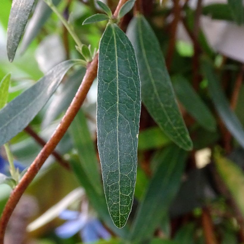 Sollya heterophylla Ultra Blue (Feuillage)