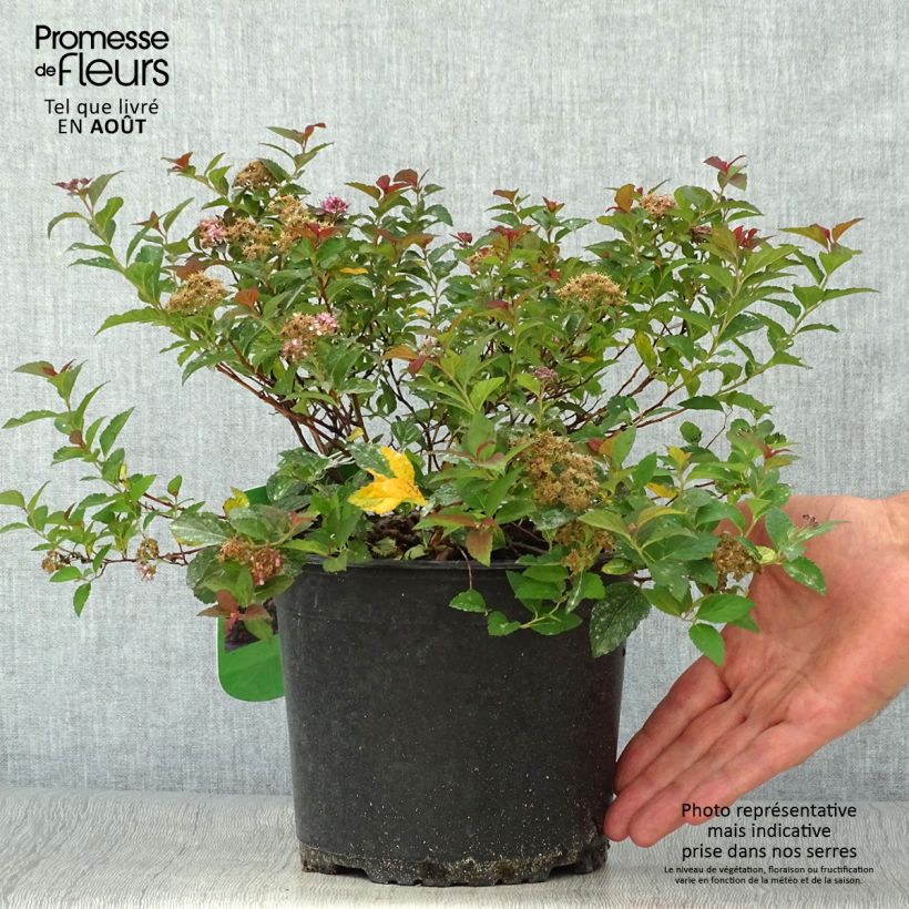 Spécimen de Spiraea japonica Merlo Green - Spirée japonaise Pot de 2L/3L tel que livré en été