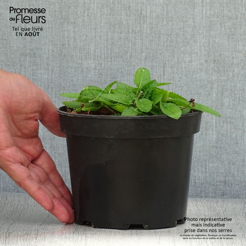 Spécimen de Stachys monieri Hummelo - Epiaire Pot de 2L/3L tel que livré en été