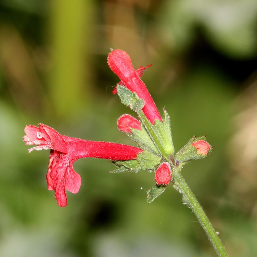 Stachys coccinea - Epiaire rouge (Floraison)