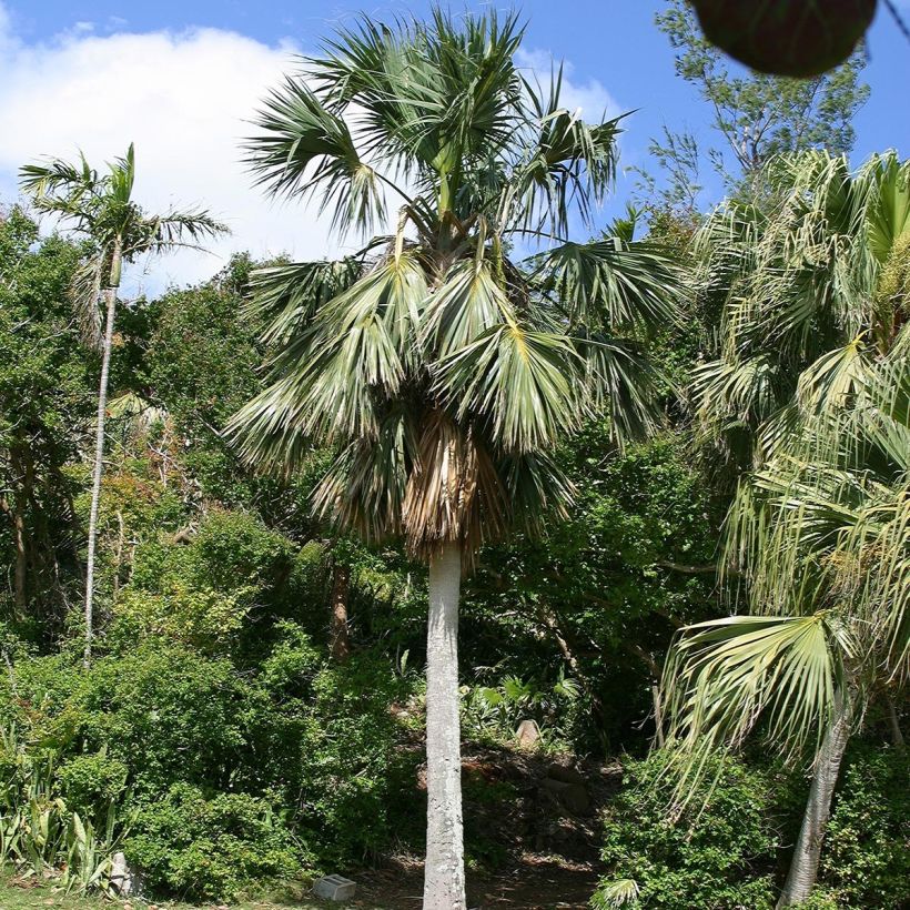 Sabal bermudana - Palmier des Bermudes (Port)