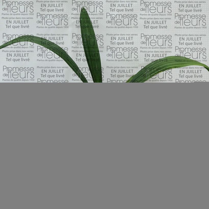 Spécimen de Sabal bermudana - Palmier des Bermudes Pot de 12 cm tel que livré en été