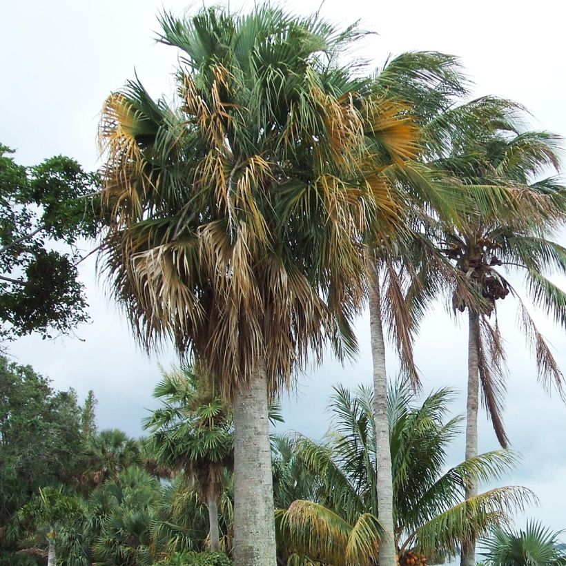 Sabal causarium - Palmier sombrero (Port)