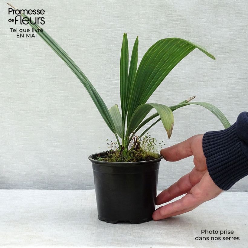 Spécimen de Sabal causarium - Palmier sombrero Pot de 12 cm tel que livré au printemps