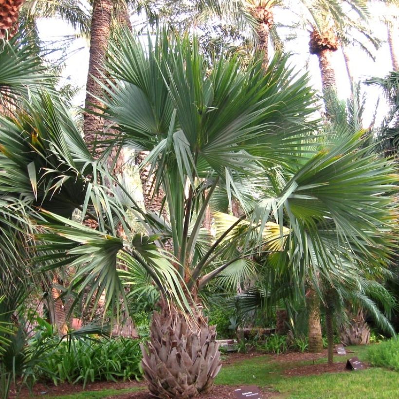 Sabal maritima - Palmier éventail de Cuba (Port)