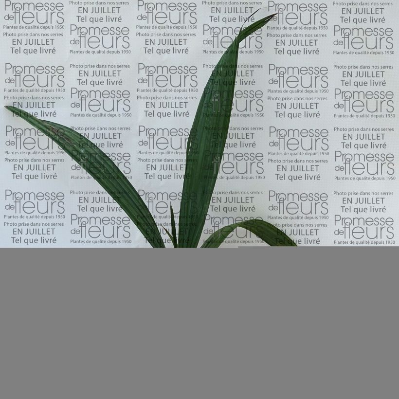 Spécimen de Sabal maritima - Palmier éventail de Cuba Pot de 12 cm tel que livré en été