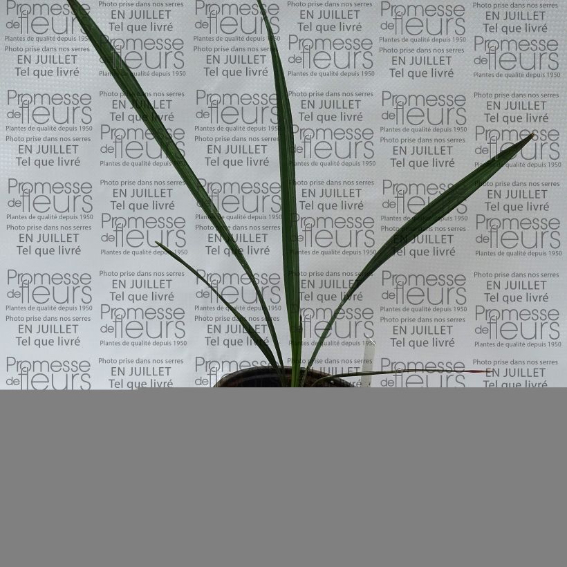 Spécimen de Sabal mauritiiformis - Palmier éventail Pot de 12 cm / 13 cm tel que livré en été