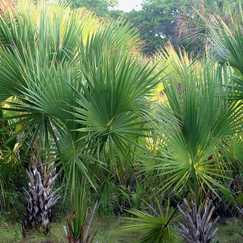 Sabal mexicana - Palmier sombrero du Mexique (Port)