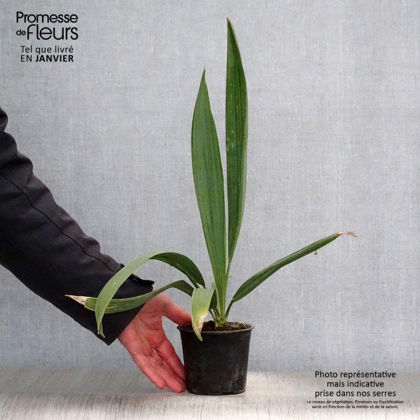 Spécimen de Sabal minor - Sabal nain Pot de 12 cm / 13 cm tel que livré en hiver