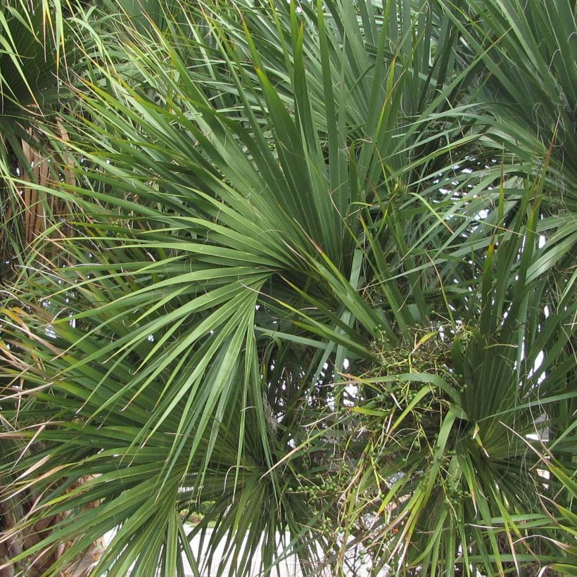 Sabal palmetto - Palmier chou (Feuillage)