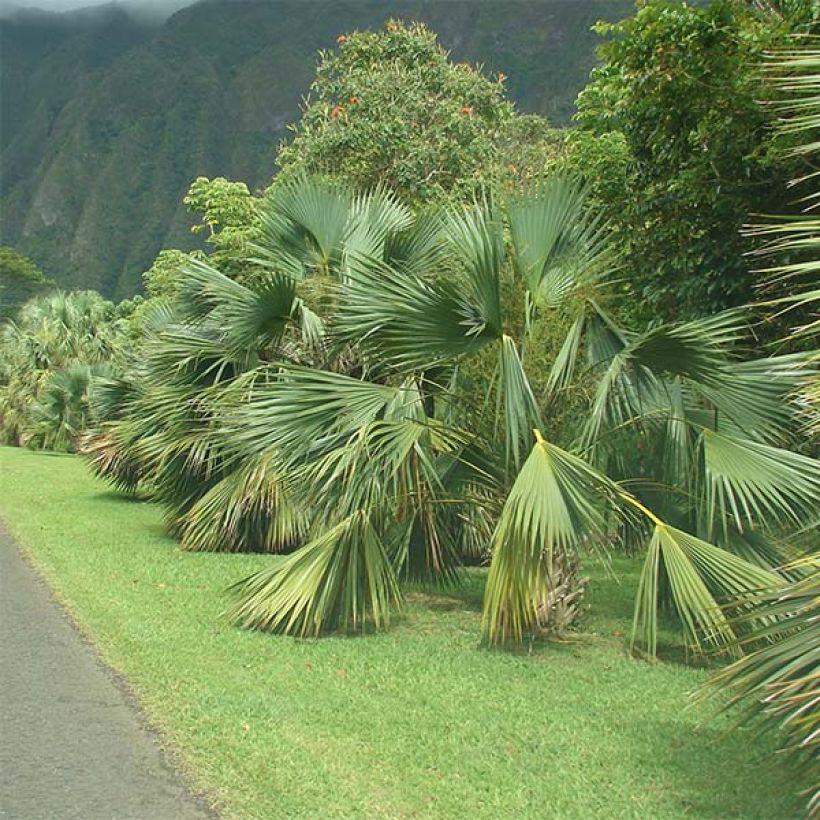 Sabal palmetto - Palmier chou (Port)