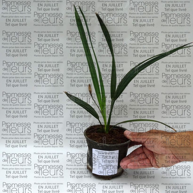 Spécimen de Sabal palmetto - Palmier chou tel que livré en ete