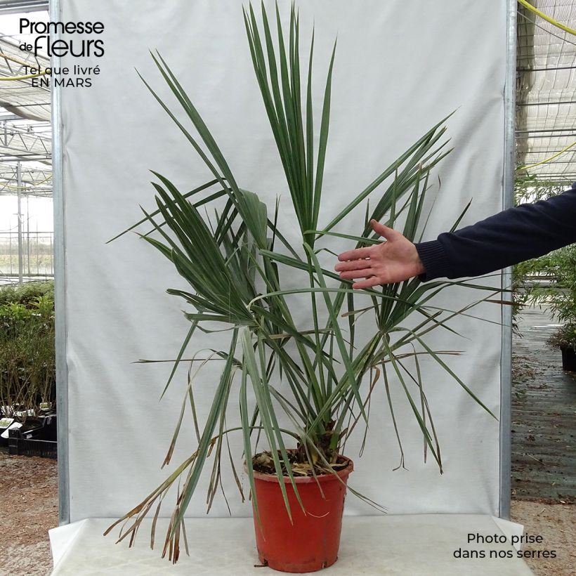 Spécimen de Sabal palmetto - Palmier chou pot de 10L tel que livré au printemps