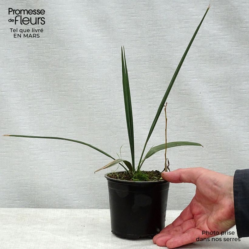 Spécimen de Sabal palmetto - Palmier chou pot de 12 cm tel que livré au printemps